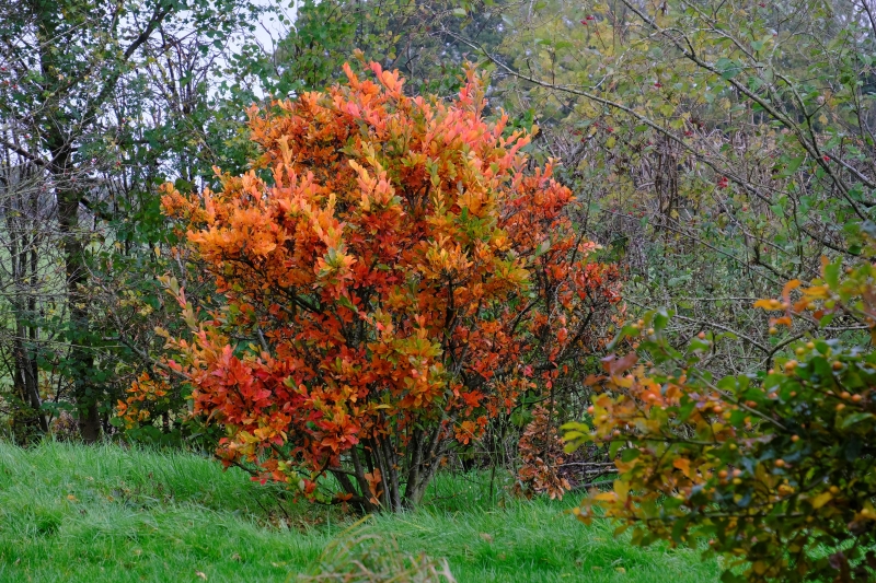 Cherry Tree Arboretum